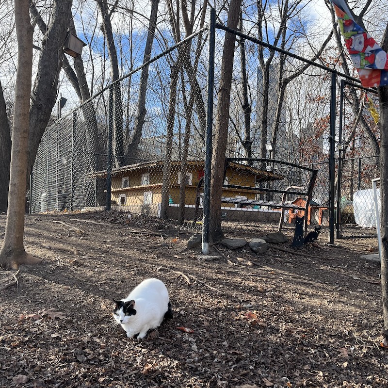Cat Sanctuary - Wildlife Freedom Foundation